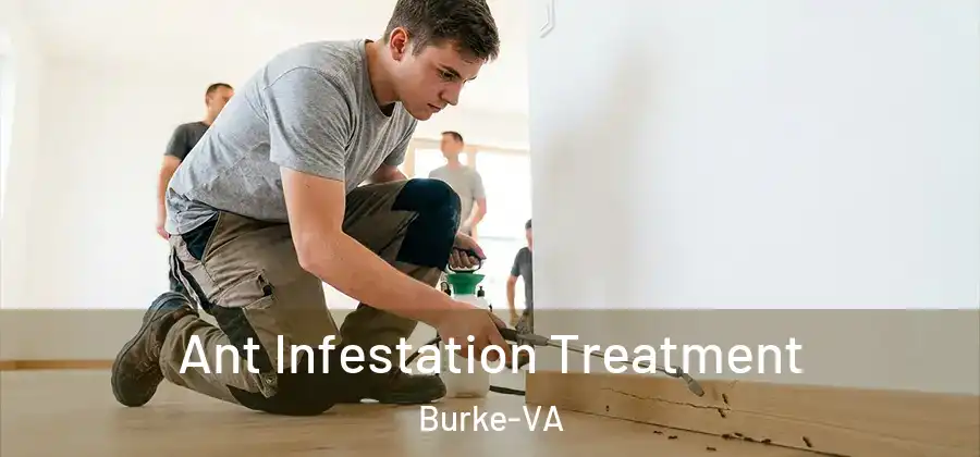 Ant Infestation Treatment Burke-VA