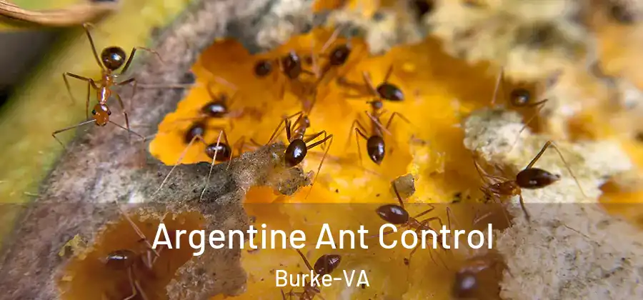 Argentine Ant Control Burke-VA