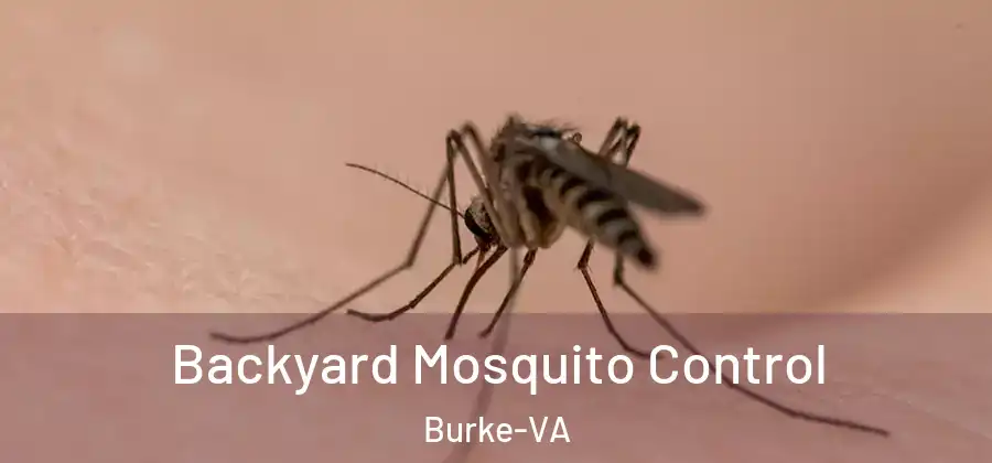 Backyard Mosquito Control Burke-VA