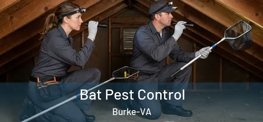 Bat Pest Control Burke-VA