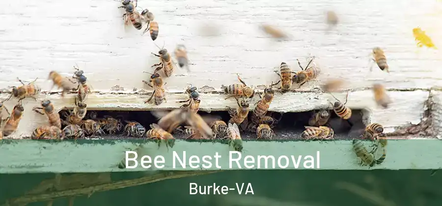 Bee Nest Removal Burke-VA