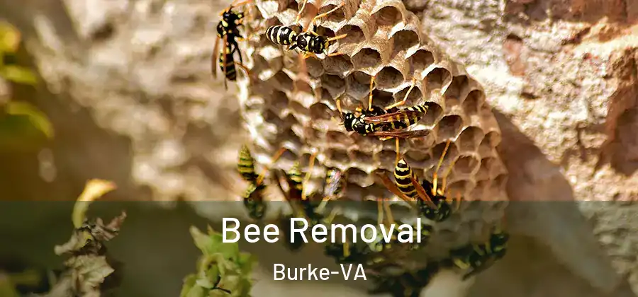 Bee Removal Burke-VA