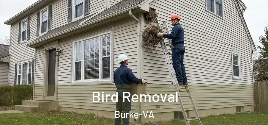 Bird Removal Burke-VA