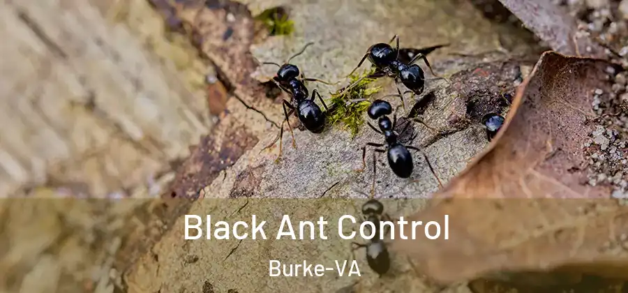 Black Ant Control Burke-VA