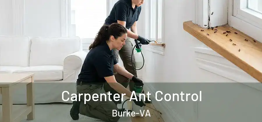 Carpenter Ant Control Burke-VA