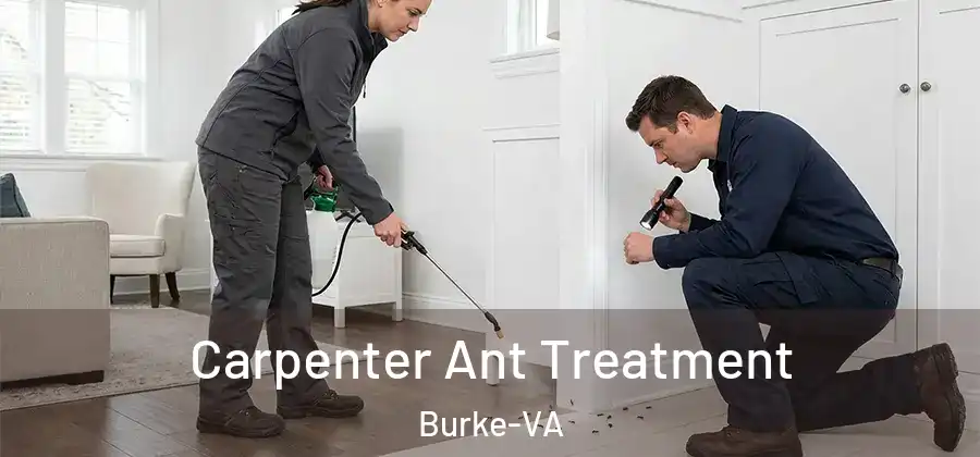 Carpenter Ant Treatment Burke-VA