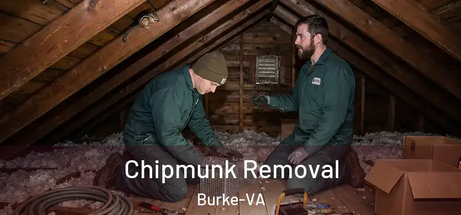 Chipmunk Removal Burke-VA