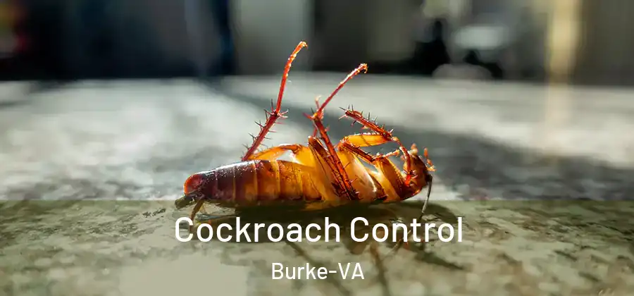 Cockroach Control Burke-VA