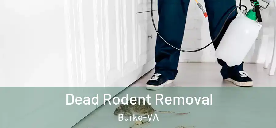 Dead Rodent Removal Burke-VA