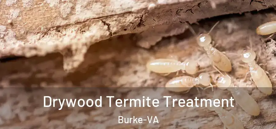 Drywood Termite Treatment Burke-VA