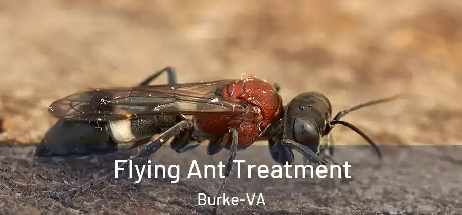 Flying Ant Treatment Burke-VA
