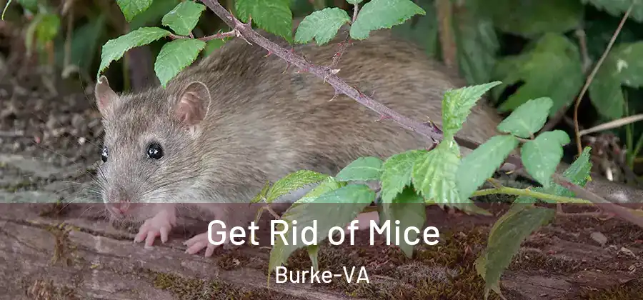 Get Rid of Mice Burke-VA