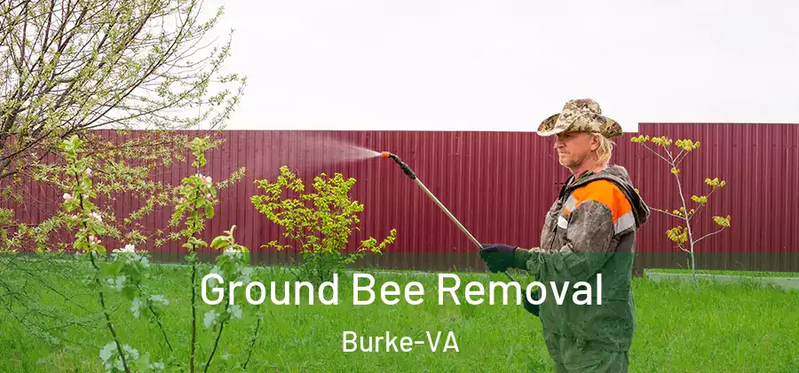 Ground Bee Removal Burke-VA