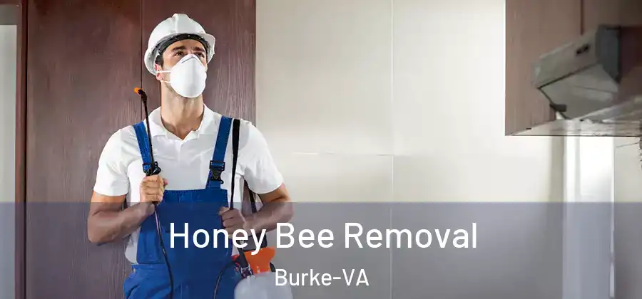 Honey Bee Removal Burke-VA