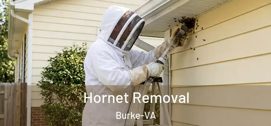 Hornet Removal Burke-VA