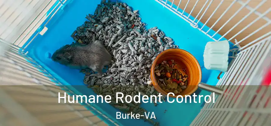 Humane Rodent Control Burke-VA