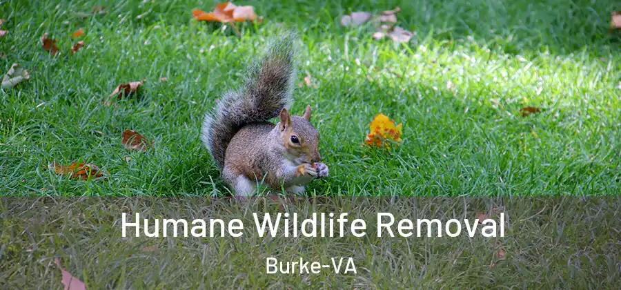 Humane Wildlife Removal Burke-VA