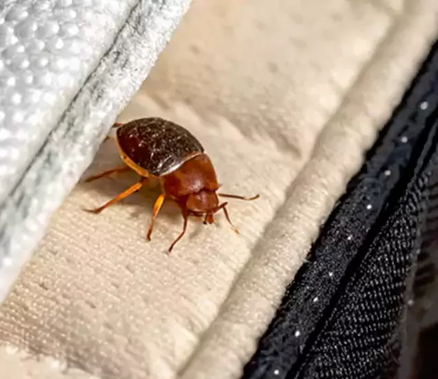 Trusted Bed Bug Prevention Specialists in Burke, VA