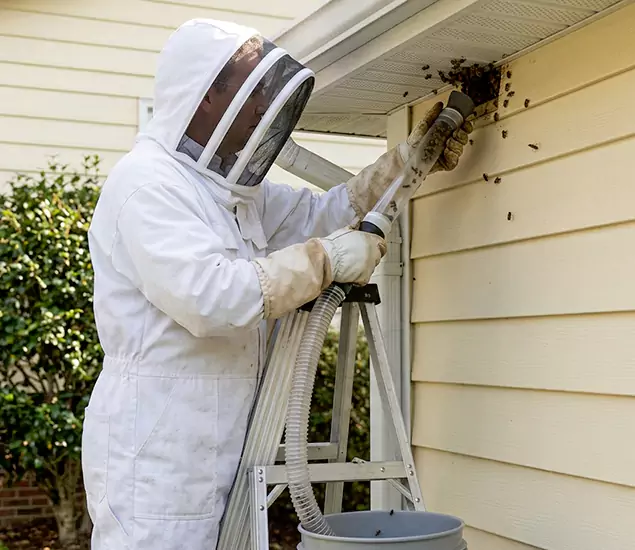 Your Affordable Bee Removal Company in Burke, VA