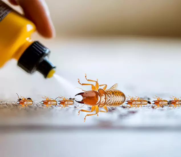 Reliable Bora Care Termite Experts in Burke, VA