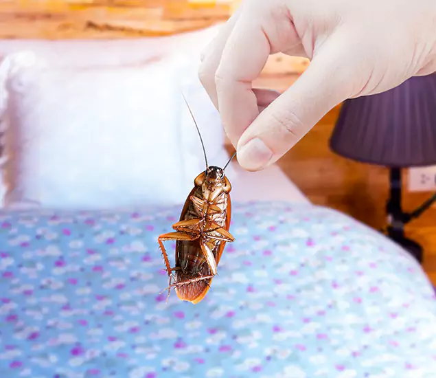 Expert Roach Control Services: Your Cockroach Pest Control in Burke, VA