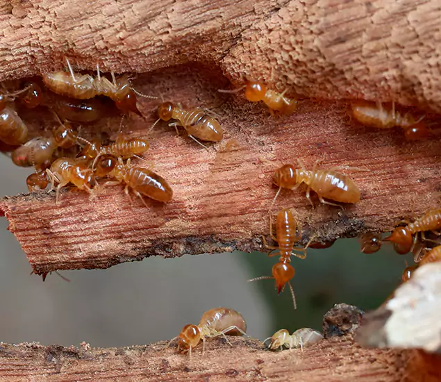 About Our Drywood Termite Treatment Experts in Burke, VA