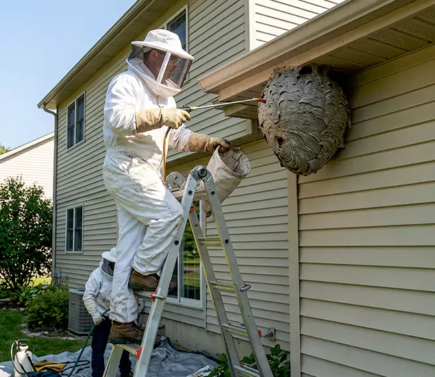 Expert Wasp Nest Removal: Your Local Wasp Nest Removal Company in Burke, VA