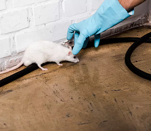 Trusted Mouse Exterminator: Your Rodent Control Company in Burke, VA
