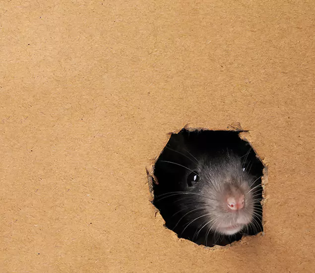 Rats in Attic Removal Experts in Burke, VA