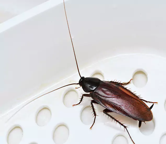 Trusted Cockroach Exterminator: Your Roach Control Services in Burke, VA