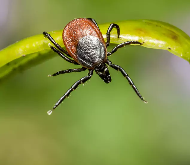 Your Trusted Tick Pest Control in Burke, VA