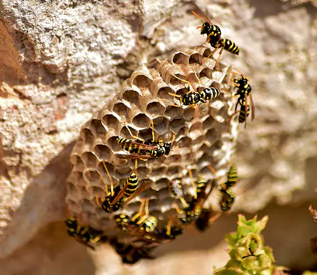 Your Best Wasp Removal Company in Burke, VA