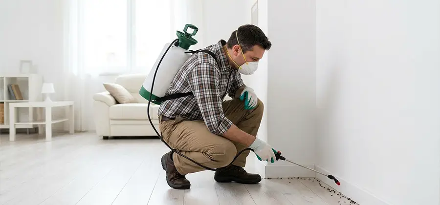 Seasonal Ant Infestation Control in Burke