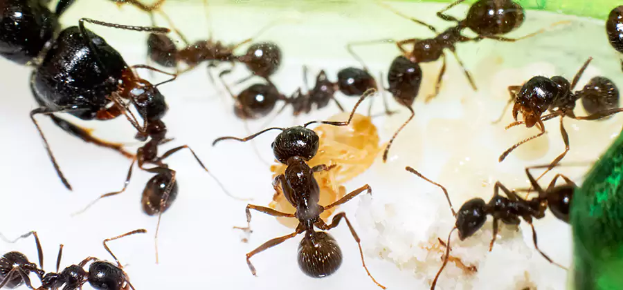 Argentine Ant Barrier Treatment in Burke