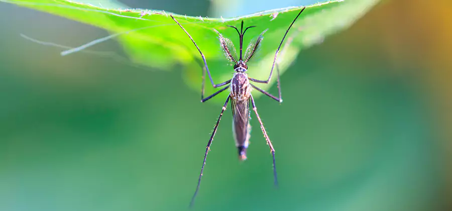 Natural Mosquito Spray for Yard in Burke