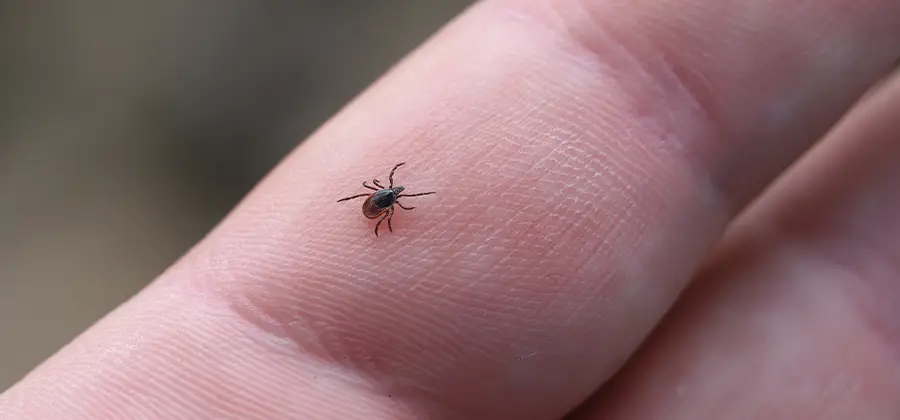 Infection Prevention for Bed Bug Bites in Burke