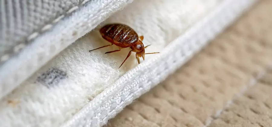 Tenting Bed Bug Fumigation in Burke