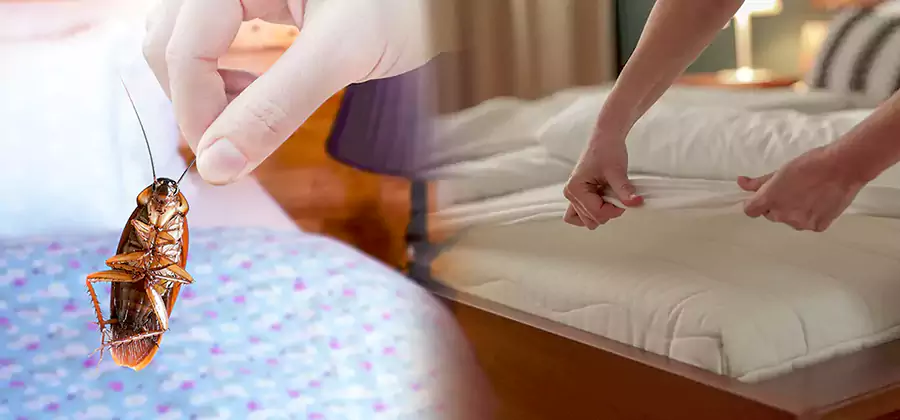 Bed Bug Home Extermination Service in Burke