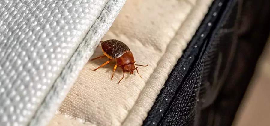 Commercial Bed Bug Control in Burke