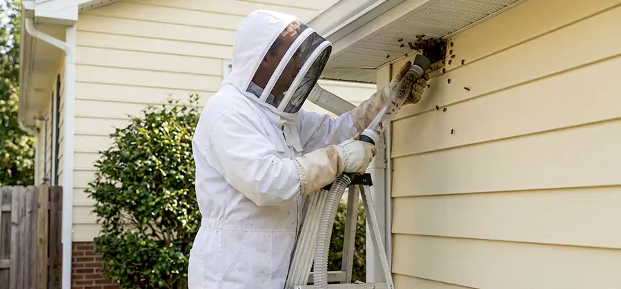 Ground Bee Removal in Burke
