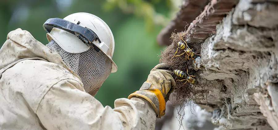 Bee and Wasp Hornet Removal in Burke