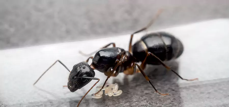 Black Ants in Kitchen Elimination in Burke