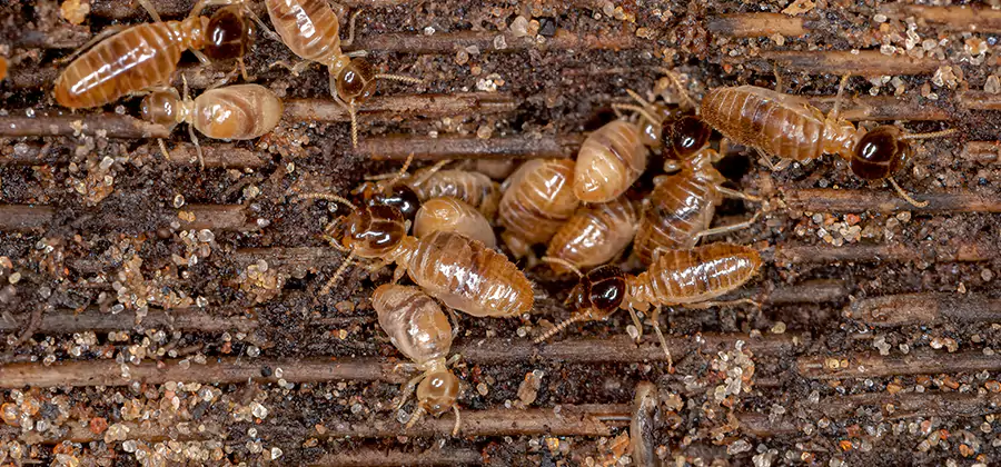 Bora Care Residential Termite Control in Burke