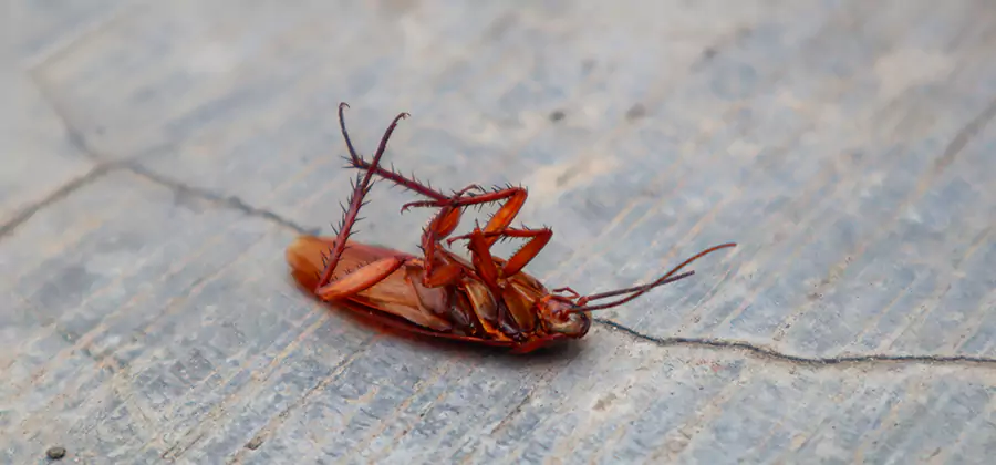 Cockroach Eradication for Commercial Properties in Burke