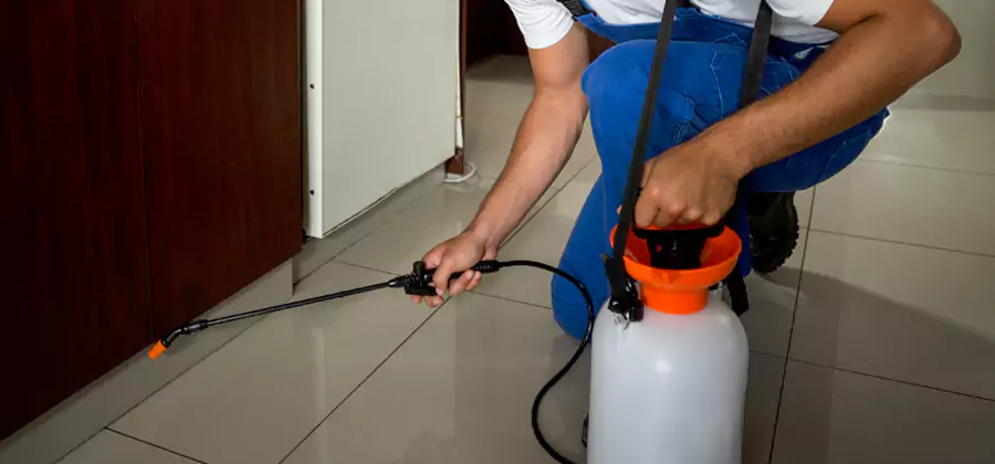 Palmetto Bug Exterminator in Burke