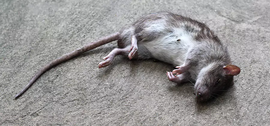 Dead Rat Disposal in Burke