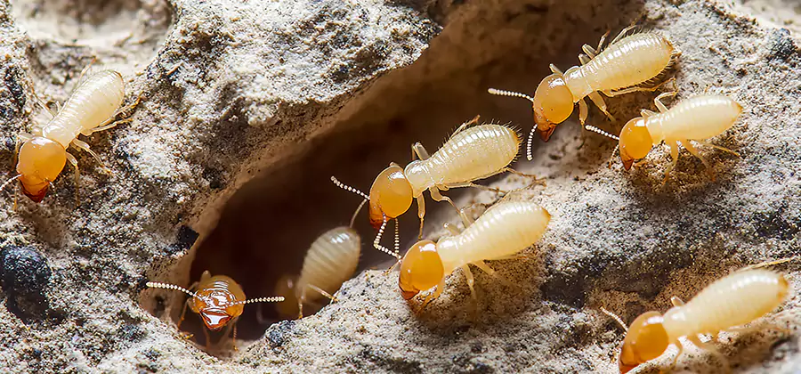 Termite Exterminator Services in Burke