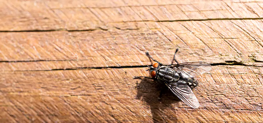 Flying Ant Barrier Treatment in Burke