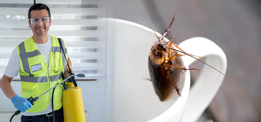 German Roach Infestation Treatment Burke