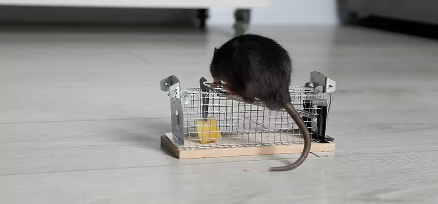 Mice in Attic Removal Burke